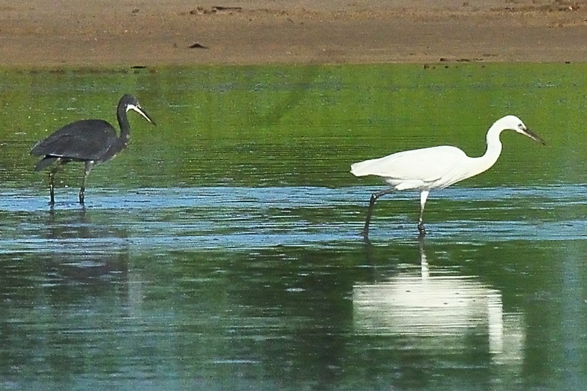 Aigrettes des récifs, ou aigrettes à gorge blanche adultes (Western Reef Heron, Egretta Gularis), l’une en phase sombre et l’autre en phase claire, Lagune de la Somone, Sénégal.